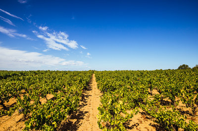 豐德酒業 以全球視野引領酒業進出口貿易新篇章